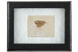 Detailed Fossil Feather - Green River Formation, Wyoming #357001-2